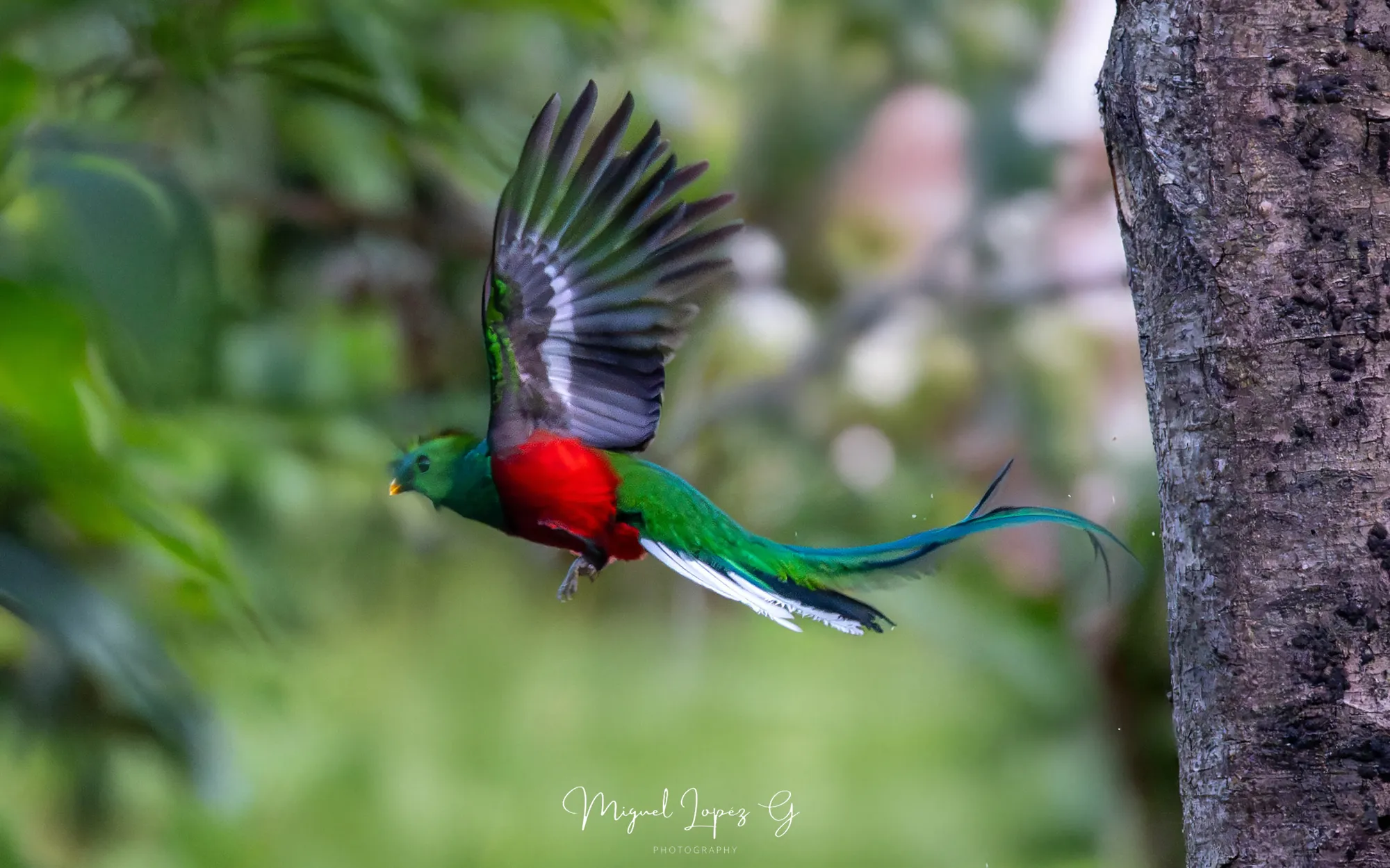 Quetzal en vuelo
